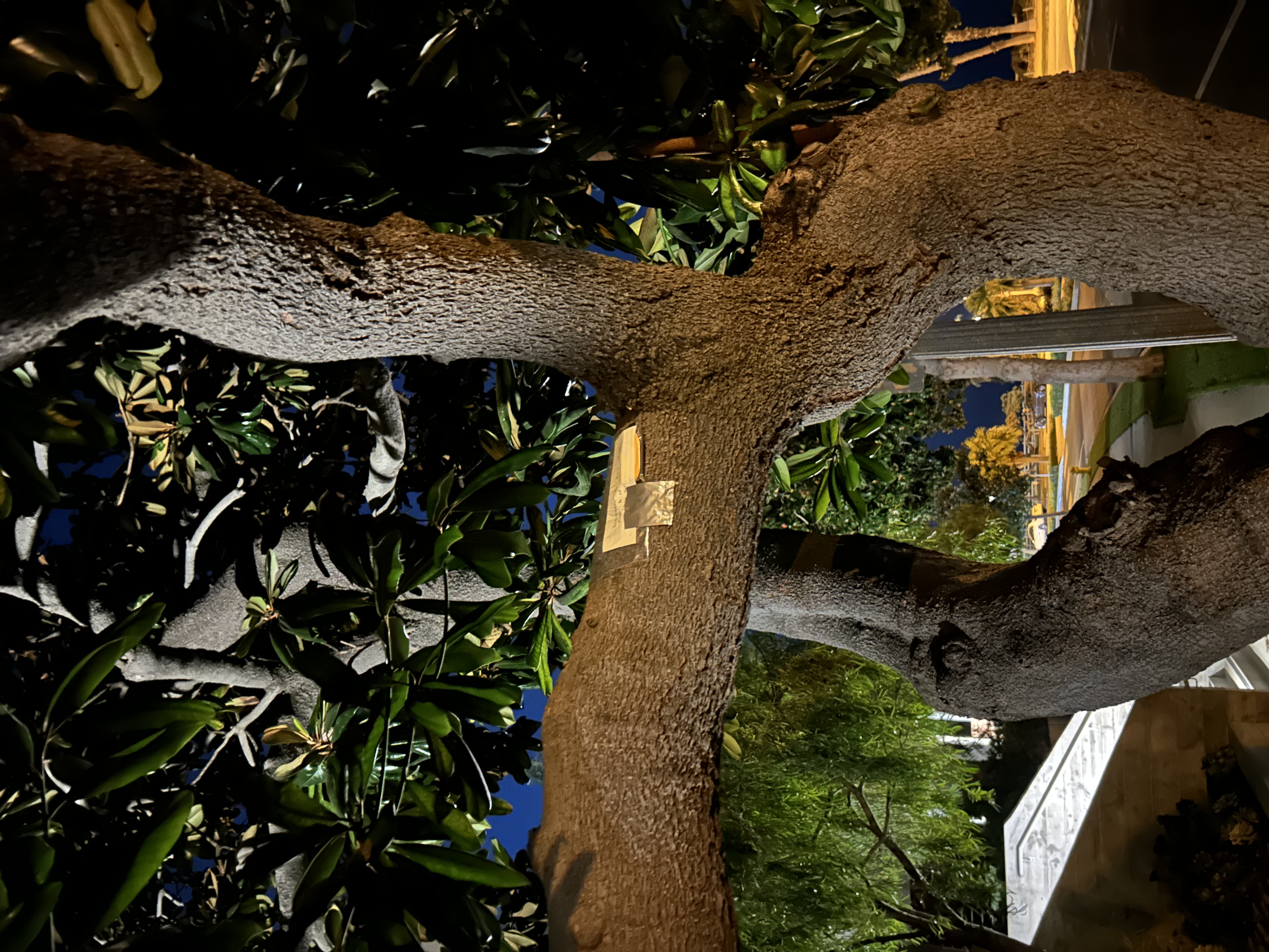 Sensor Taped to Tree